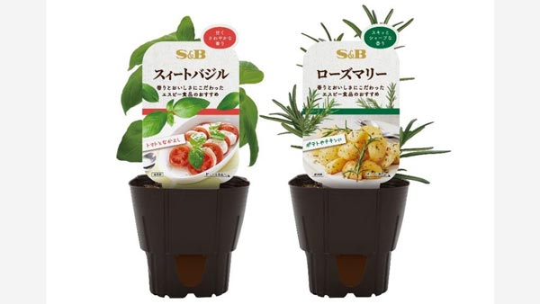 食べて、育てておいしい「S＆Bハーブ苗」12品を新発売　エスビー食品