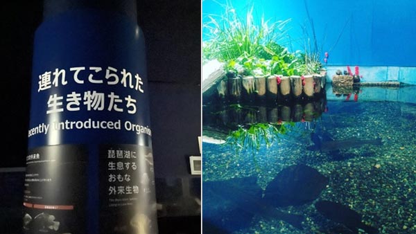 水族展示室「連れてこられた生き物たち」コーナー（常設展示）