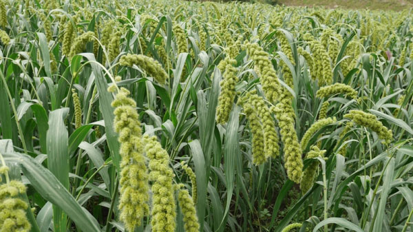 全国の雑穀産地を応援「雑穀産地2022 SNS投稿フォトコンテスト」実施　日本雑穀協会