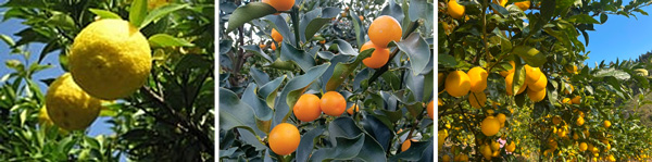 宮崎県「こだわりの業務用農水産物加工品」紹介イベント・商談会を開催