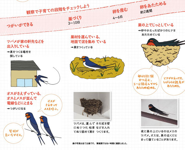 パンフレット『ようこそツバメ』