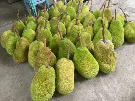 日本・フィリピン　農水産物貿易振興連絡協議会設立　Tokushima-Auction-Market