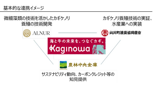 カギケノリによる牛のゲップ由来メタン削減へ　アルヌール・山川町漁協と連携開始　農林中金