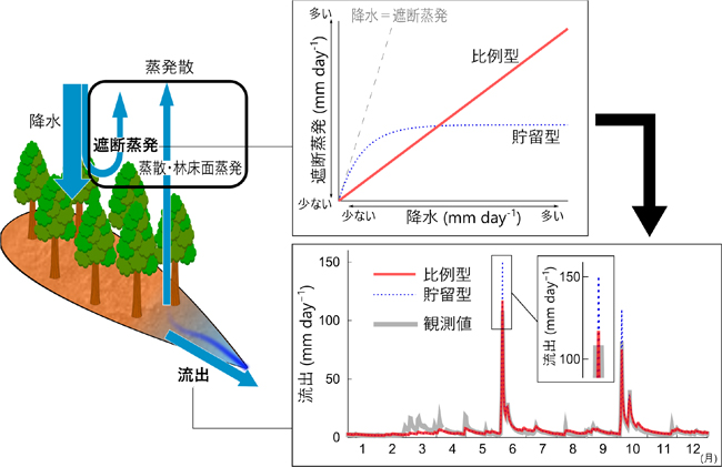 図. 森林流域における水循環の模式図（左）、比例型および貯留型の遮断蒸発モデルの概念図（右上段）ならびに遮断蒸発モデルの仮定の差に伴う流出予測の変化（右下段）