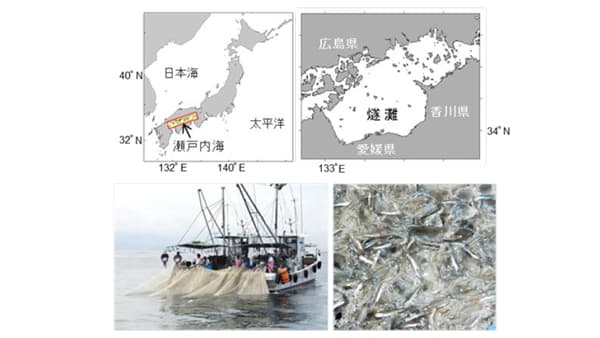 餌のプランクトン減少がカタクチイワシの再生産に悪影響　水産研究・教育機構