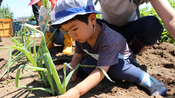 赤ネギ植え付けを体験する子ども