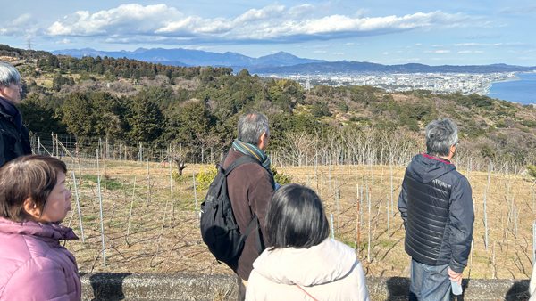 耕作放棄地を再生したワイン用ブドウ畑