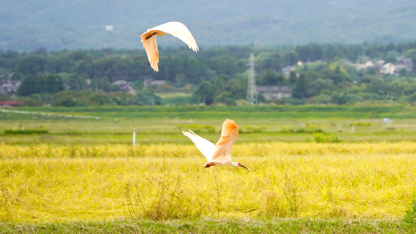 「佐渡トキ応援お米プロジェクト」2025年度寄付金を佐渡市へ寄付　コープデリ