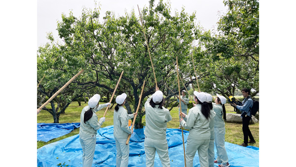 梅を収穫する生徒