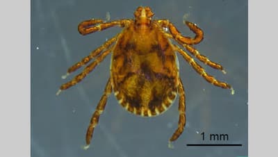 シカの増加がツシマヤマネコのマダニ媒介感染症リスクに関与　森林総合研究所s.jpg