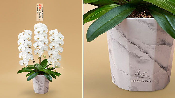 大理石調デザインで再利用可能な紙製鉢入り胡蝶蘭　注文受付開始　日比谷花壇