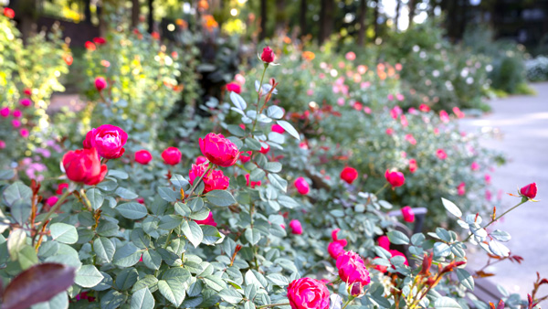 約330品種のバラが秋の見ごろ「練馬区立 四季の香ローズガーデン」