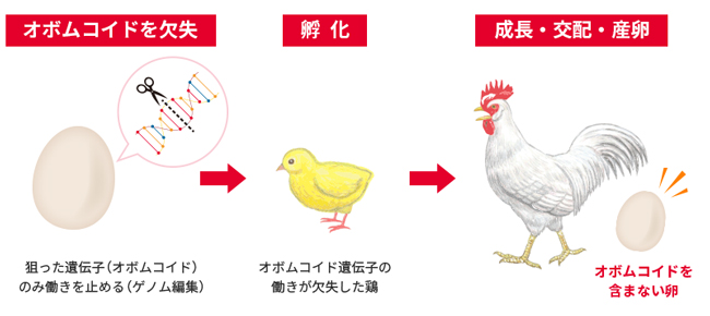 オボムコイドを含まない鶏卵の作出方法（キューピー提供）