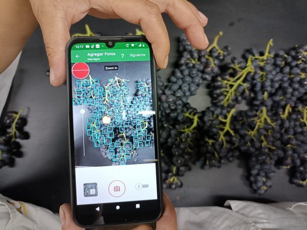 収穫したブドウをモバイルアプリで検査する様子