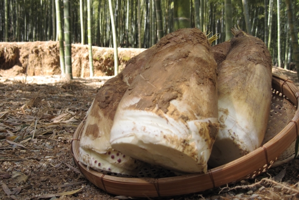 ＪＡ京都中央と連携「京たけのこ」収穫体験付き宿泊プラン販売　ザ・プリンス京都宝ヶ池