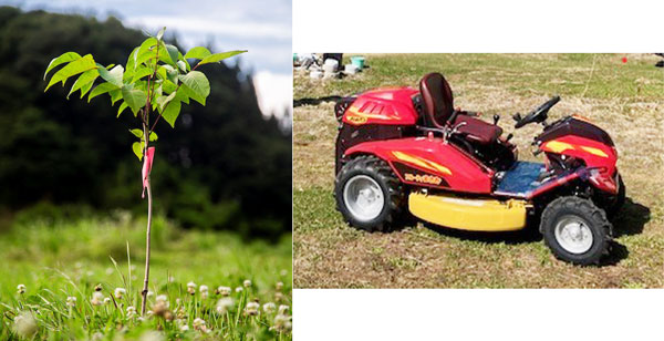 ウルシの苗木と贈呈する乗用草刈り機