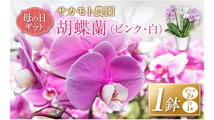 母の日に届く　宮崎県新富町の返礼品に胡蝶蘭　限定30鉢で登場　こゆ財団