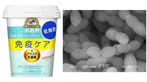 小岩井 iMUSE（イミューズ）ヨーグルト低脂肪・プラズマ乳酸菌電子顕微鏡写真