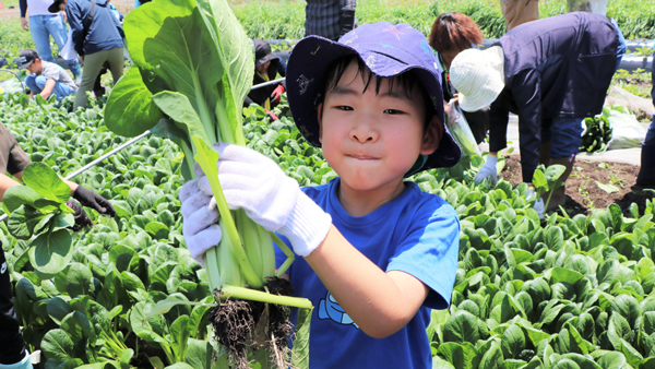 小松菜の収穫（2024年度）