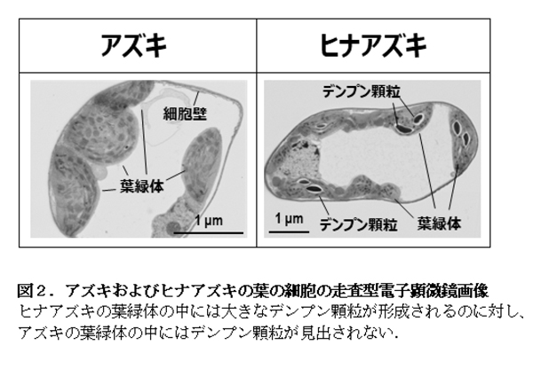 特殊なデンプンでナトリウムを吸着・無害化するヒナアズキ　特殊な耐塩性機構の正体を解明