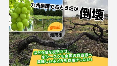九州豪雨からの復旧へ　クラウドファンディング実施中　遠藤ぶどう園s.jpg