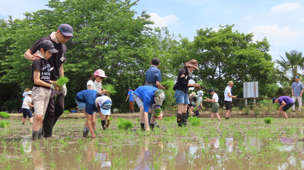2023年度開催の「岩槻田んぼ交流」