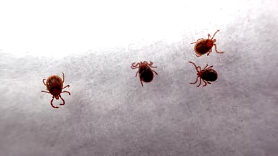マダニリスクが高い森林の特徴が明らかに　シカの密度と植生が鍵　森林総合研究所