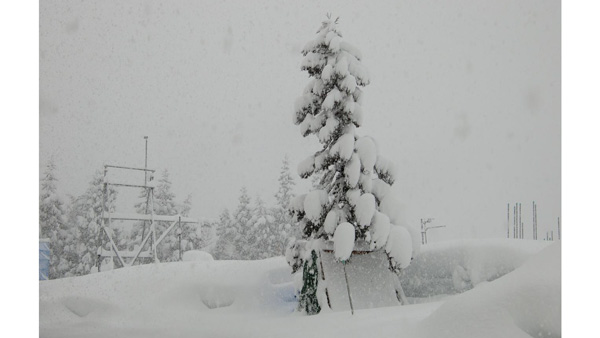 スギを用いた着雪の野外実験の様子