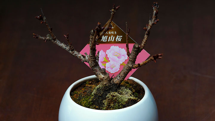 自宅でお花見「河津桜」「手毬桜」「旭山桜」が一度に届く特別企画　食文化