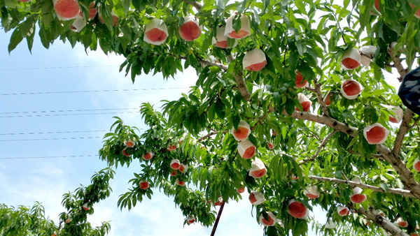 7月から本格出荷を開始する山梨の桃