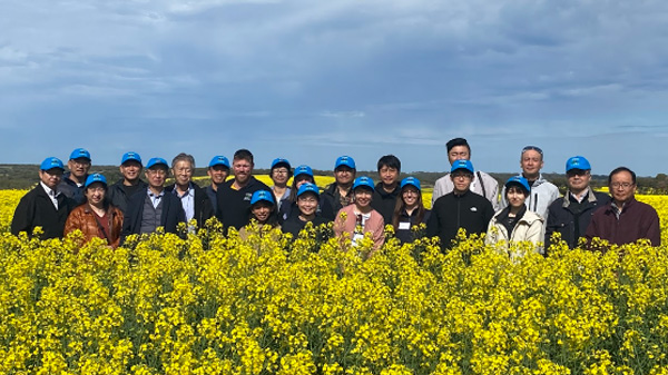産地視察で訪れたカンガルー島の菜種の圃場