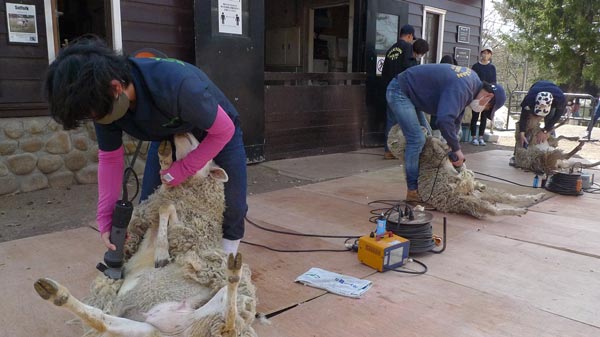 六甲山牧場で開かれた羊の一斉毛刈りの様子