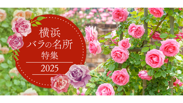 横浜で楽しめるバラの名所を紹介「横浜-バラの名所特集2025」オープン.jpg