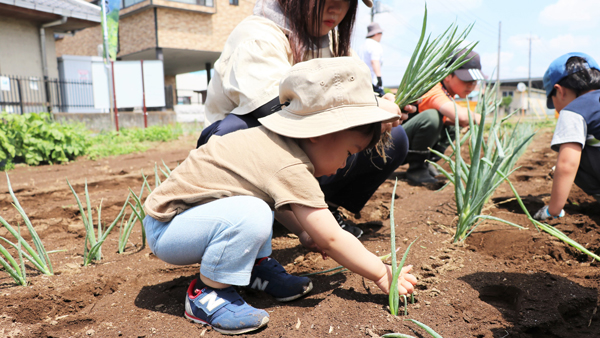 赤ねぎの植え付け（2024年度）