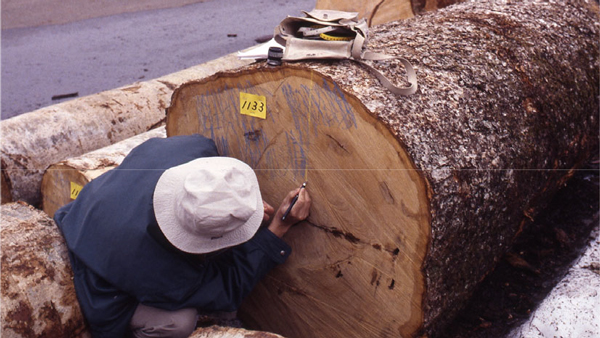 岩手県矢巾町の木材市場で大径木1684本の年輪を数えた（撮影：正木隆氏）