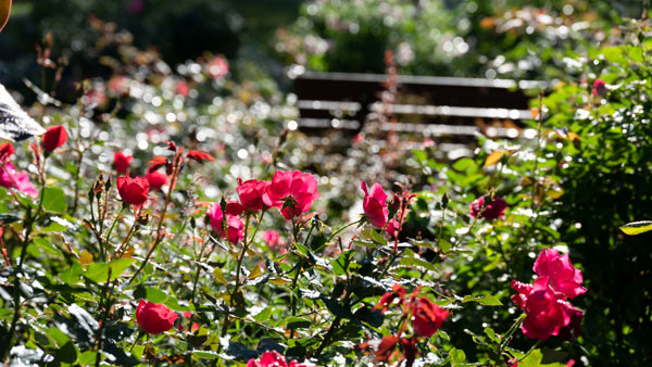 約320品種のバラが秋の見ごろ「練馬区立 四季の香ローズガーデン」