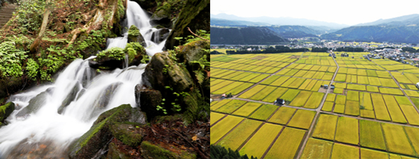 津南町の湧水と田んぼ