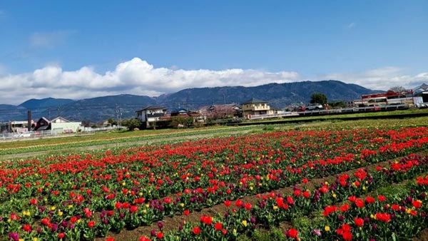 3万本のチューリップ畑が広がる道の駅 足柄・金太郎のふるさと