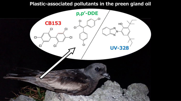 オーストンウミツバメの尾腺ワックスから検出されたプラスチック由来の化学物質（UV-328）