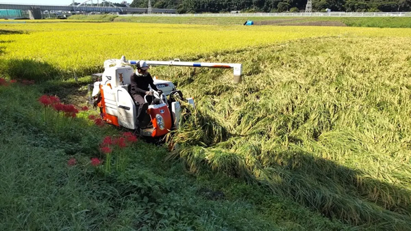 戸塚区東俣野町の酒米づくりの様子