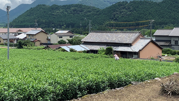 農村の風景