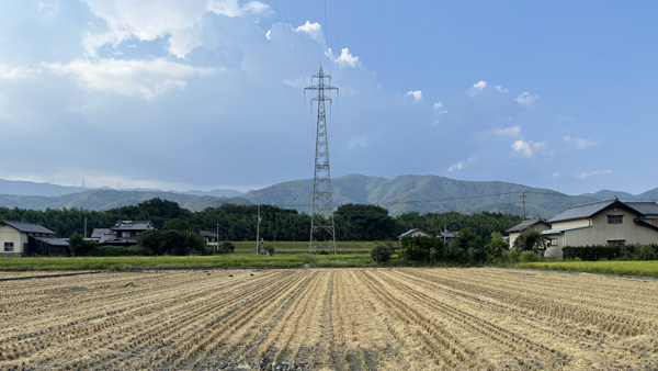 事業展開地となる美馬市舞中島の水田