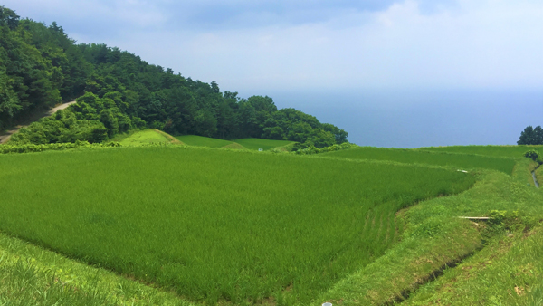 食料・農業・農村基本法改正に意見　政府「中間とりまとめ」受け　パルシステム連合会