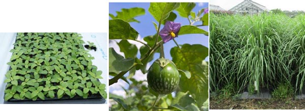 4月14日に定植した「ホーリーバジル」、 昨年収穫した「タイナス」と同レモングラス（写真左から）