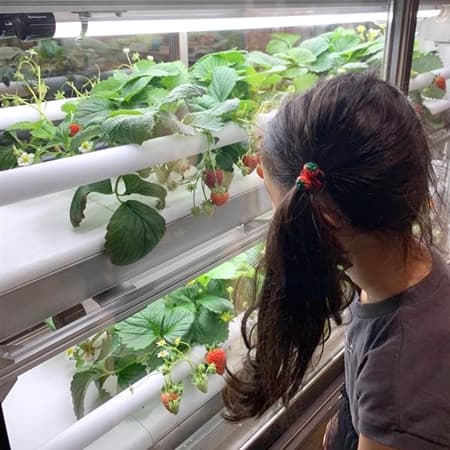 日販City Farming事業 が名古屋に初進出　植物工場産いちごを使ったメニューを提供