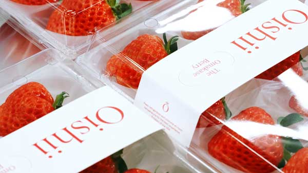世界最大のいちご植物工場をオープン　米大手高級スーパーで販売開始　Oishii