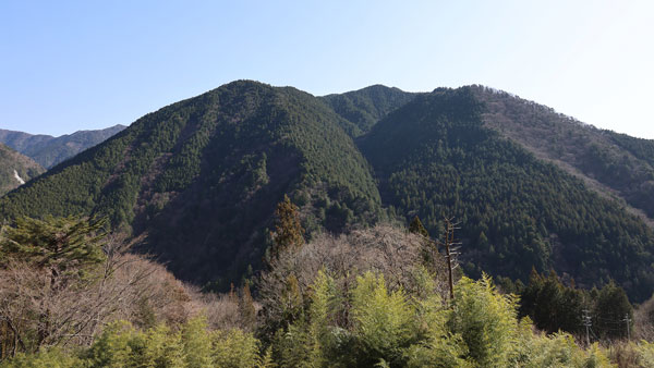 「サントリー 天然水の森 ぎふ中津川」の森林