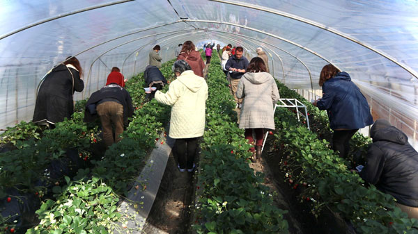 2024年度助成「いちご狩り交流会」