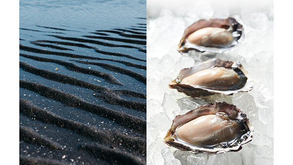 日本初の干潟養殖で育つ牡蠣「ひがた美人」