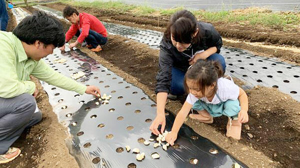 にんにくの種植え体験